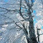 Frozen